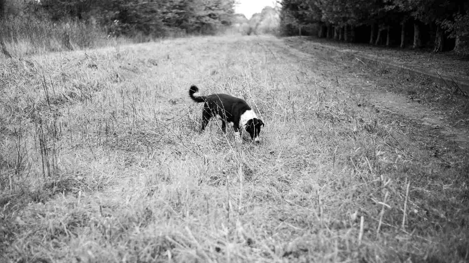 Chien au nez au sol suivant une piste olfactive, illustrant la pulsion de chasse ou la pulsion sexuelle