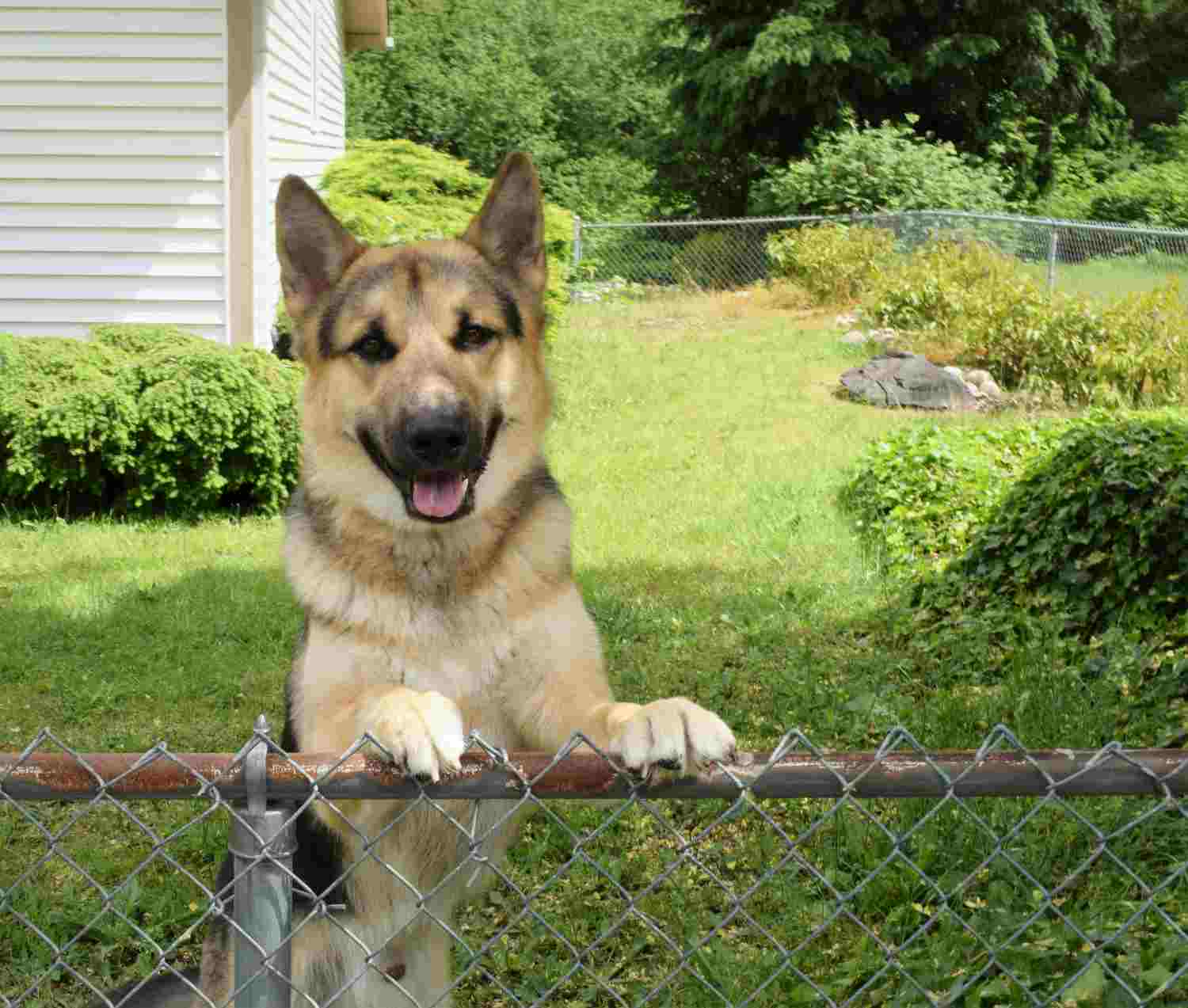 Chien regardant par-dessus un portail, l'air d'avoir envie d'explorer l'extérieur