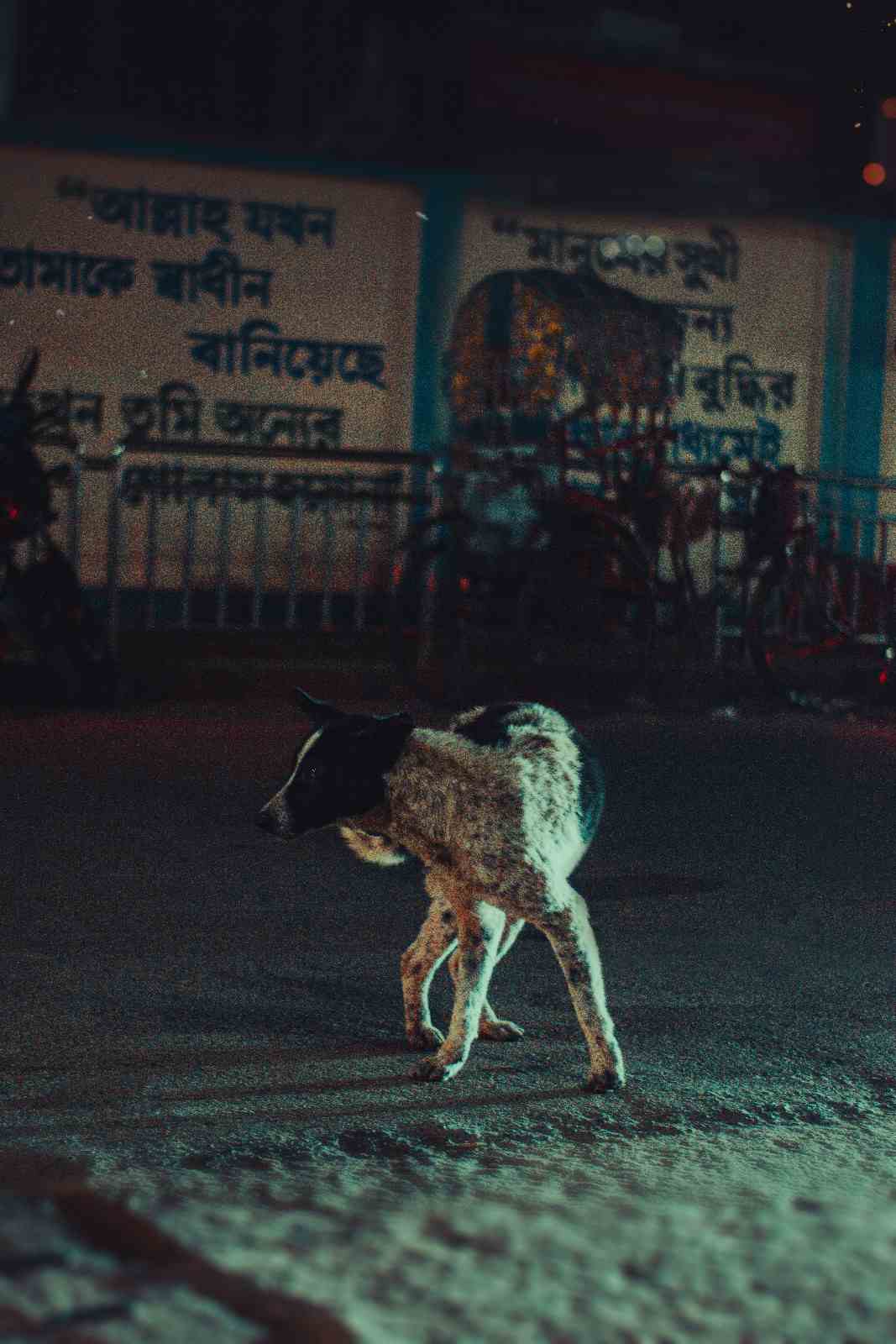 Chien apeuré en pleine nuit, illustrant la fuite comme réponse à la peur