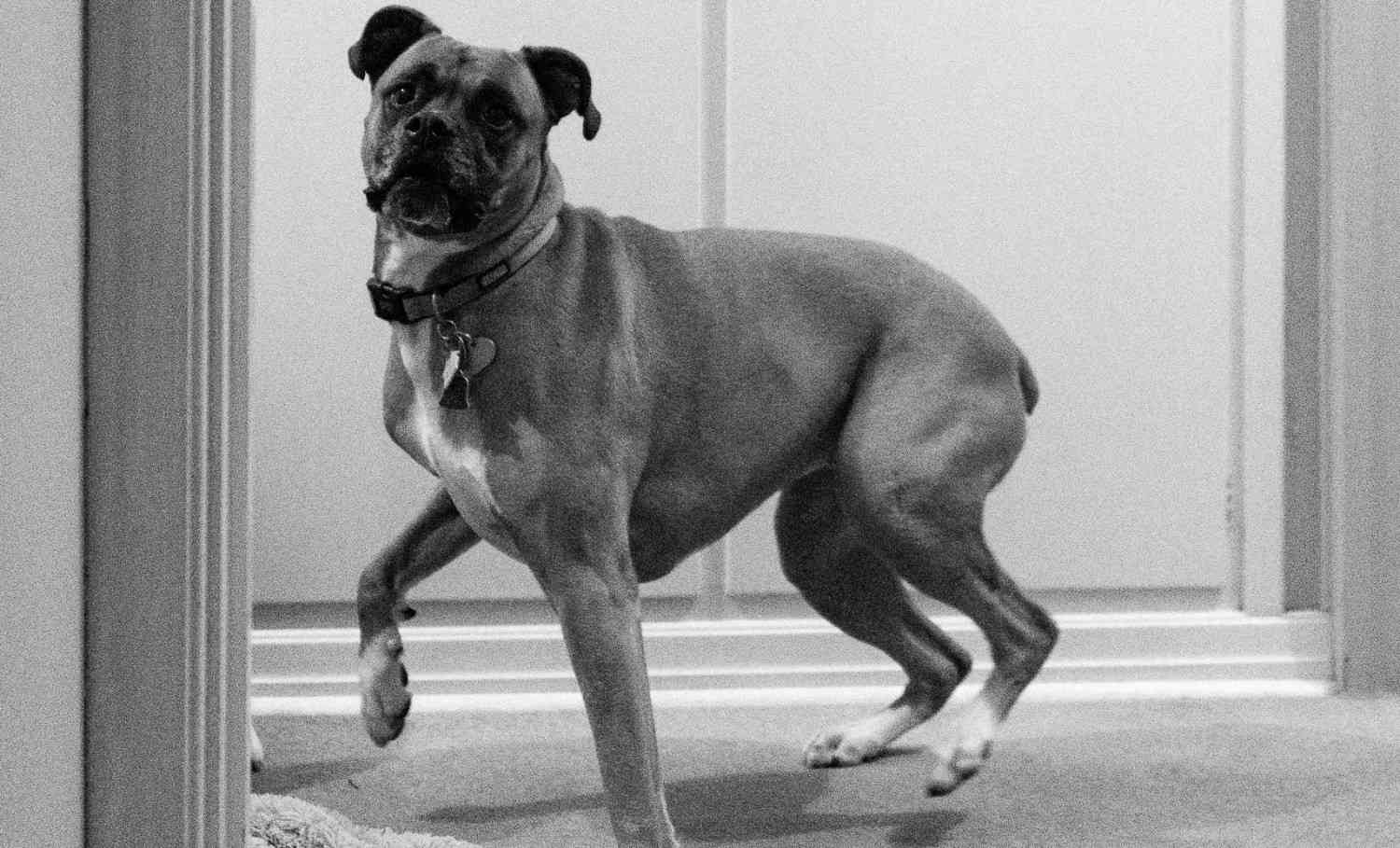 Photo d'un chien agité après avoir repéré des invités