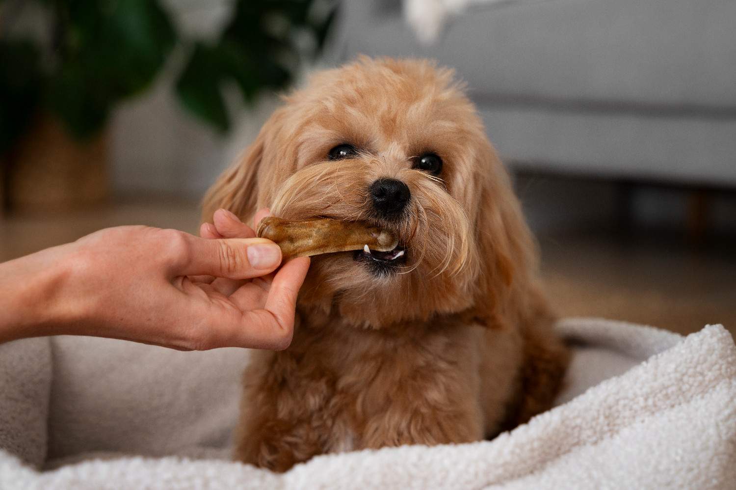Chien calme sur un tapis pendant l’arrivée des invités, illustrant des stratégies d’accueil