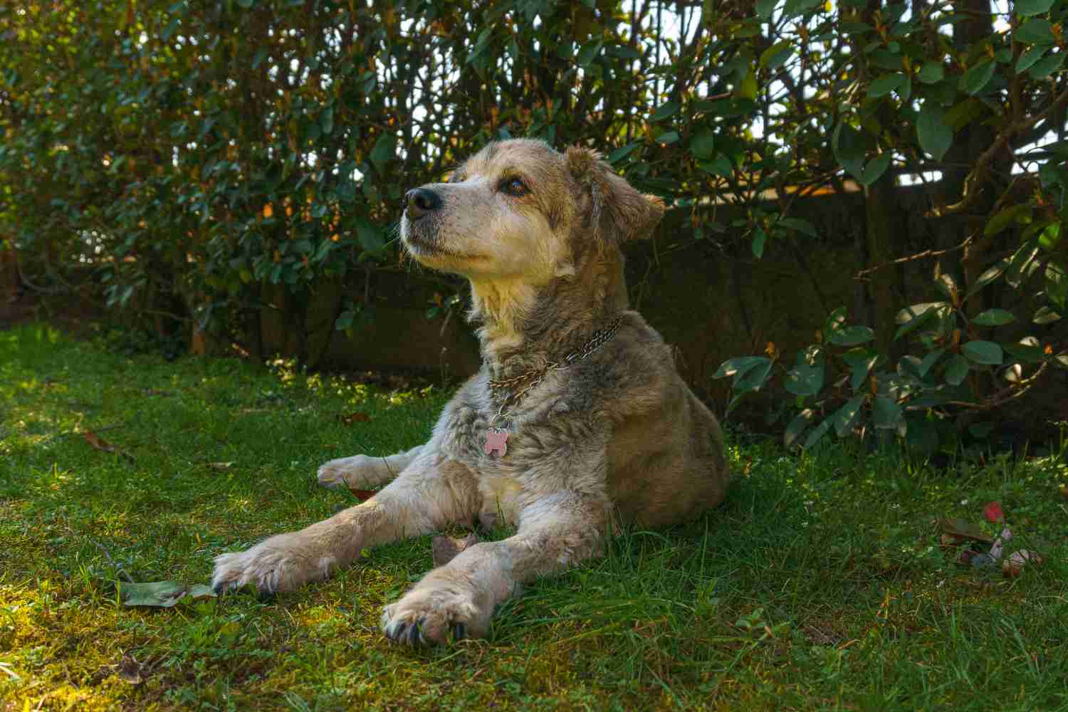 Chien allongé sur une herbe verte et luxuriante, entouré de buissons dans un cadre de jardin.