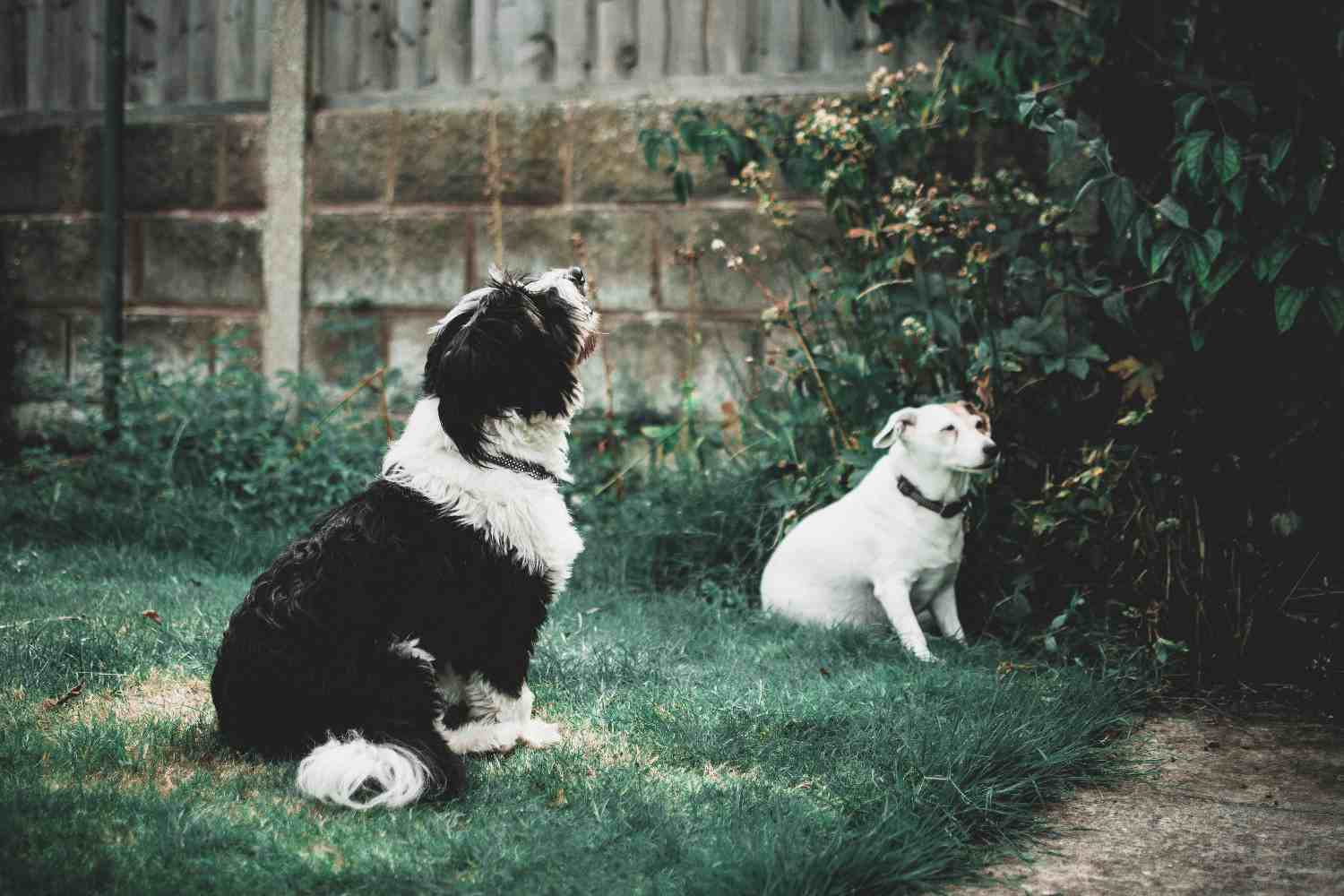 Deux chiens allongés dans un jardin, l'air inactifs et peu stimulés