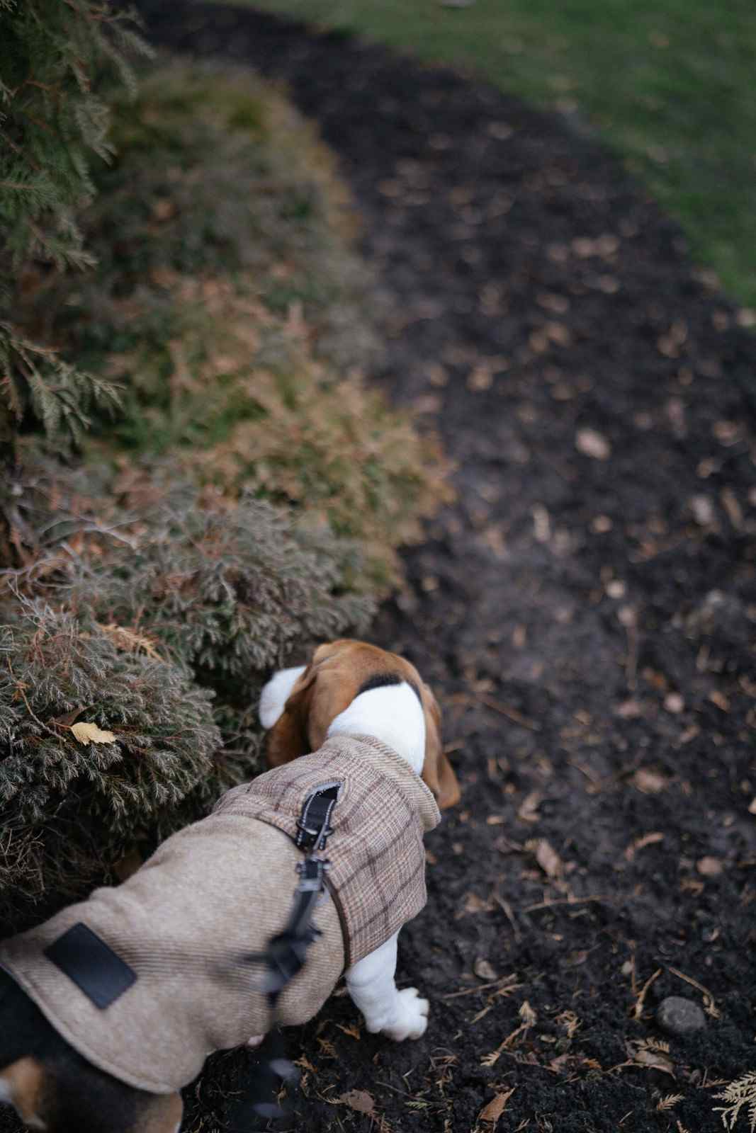 Chien reniflant avec enthousiasme des plantes lors d'une promenade en extérieur