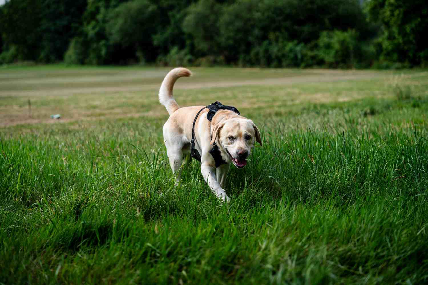 Chien explorant librement un environnement naturel varié lors d'une balade