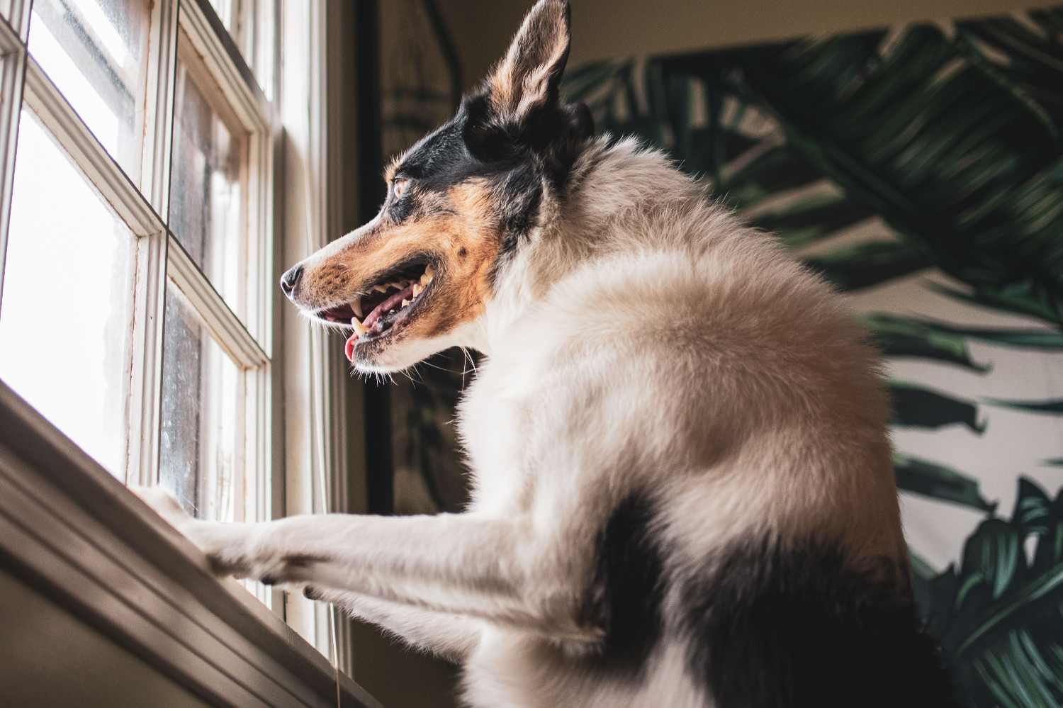 Chien hyperactif et agité à l'intérieur de la maison, cherchant à s'occuper