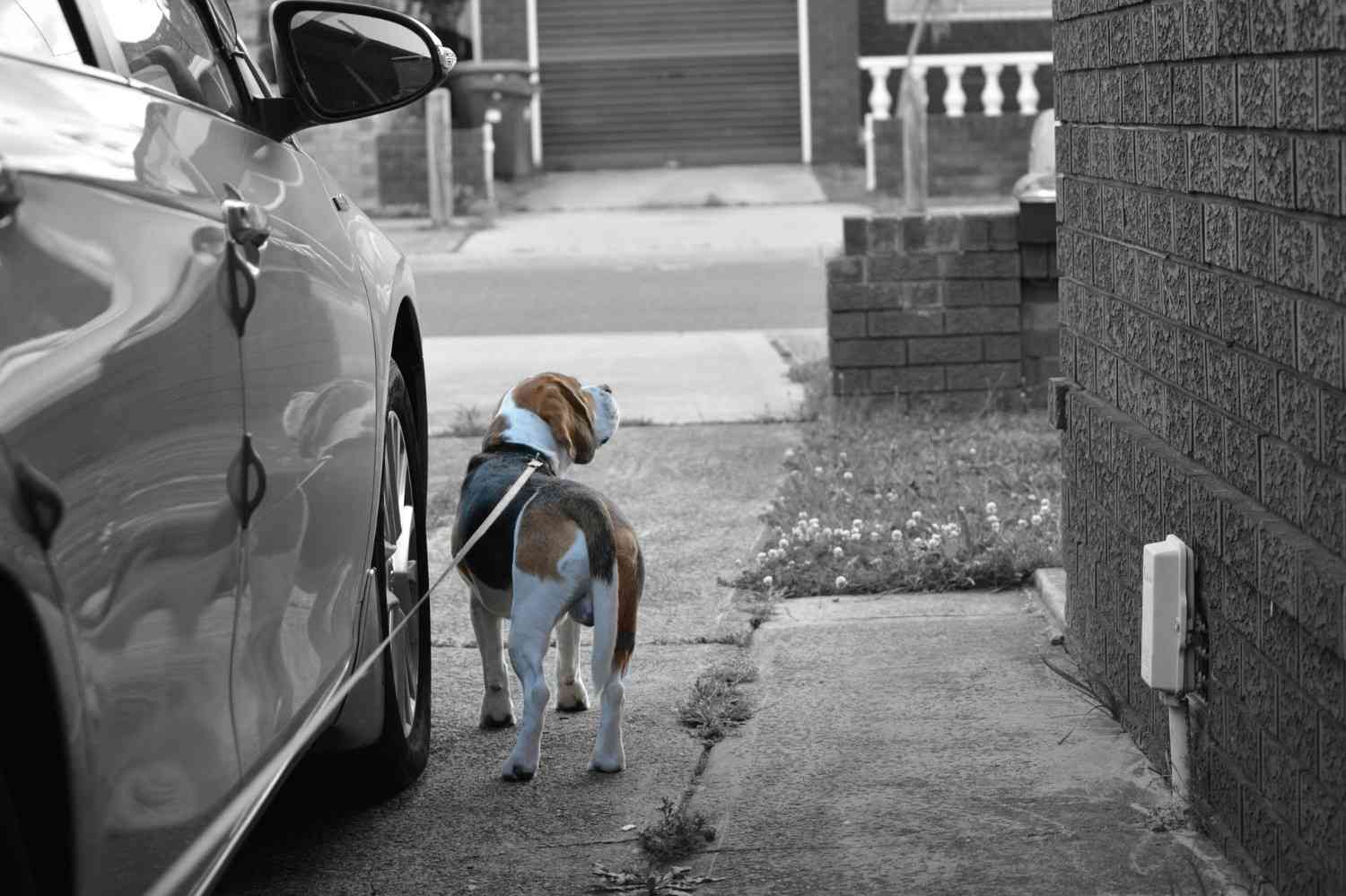 Chien à l'extérieur au bout d'une longe tenu par un humain