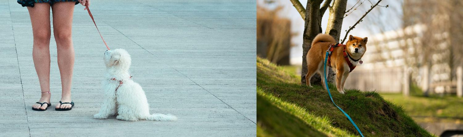 Comparaison entre un chien en laisse courte en ville et un chien en longe en nature