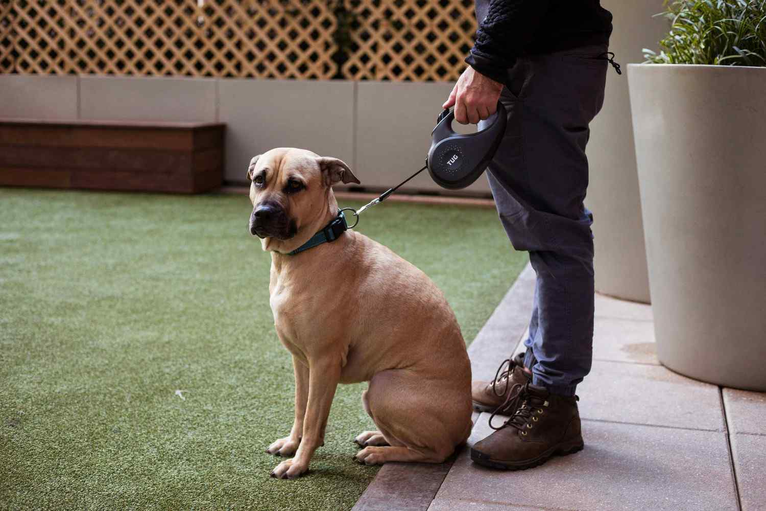 Chien tirant fort sur sa laisse, propriétaire en difficulté
