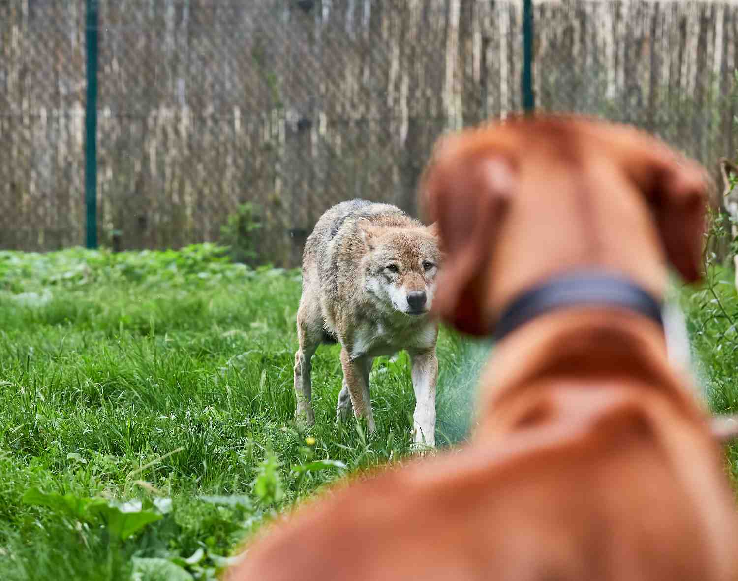 Rencontre tendue entre un chien et un loup dans un jardin.