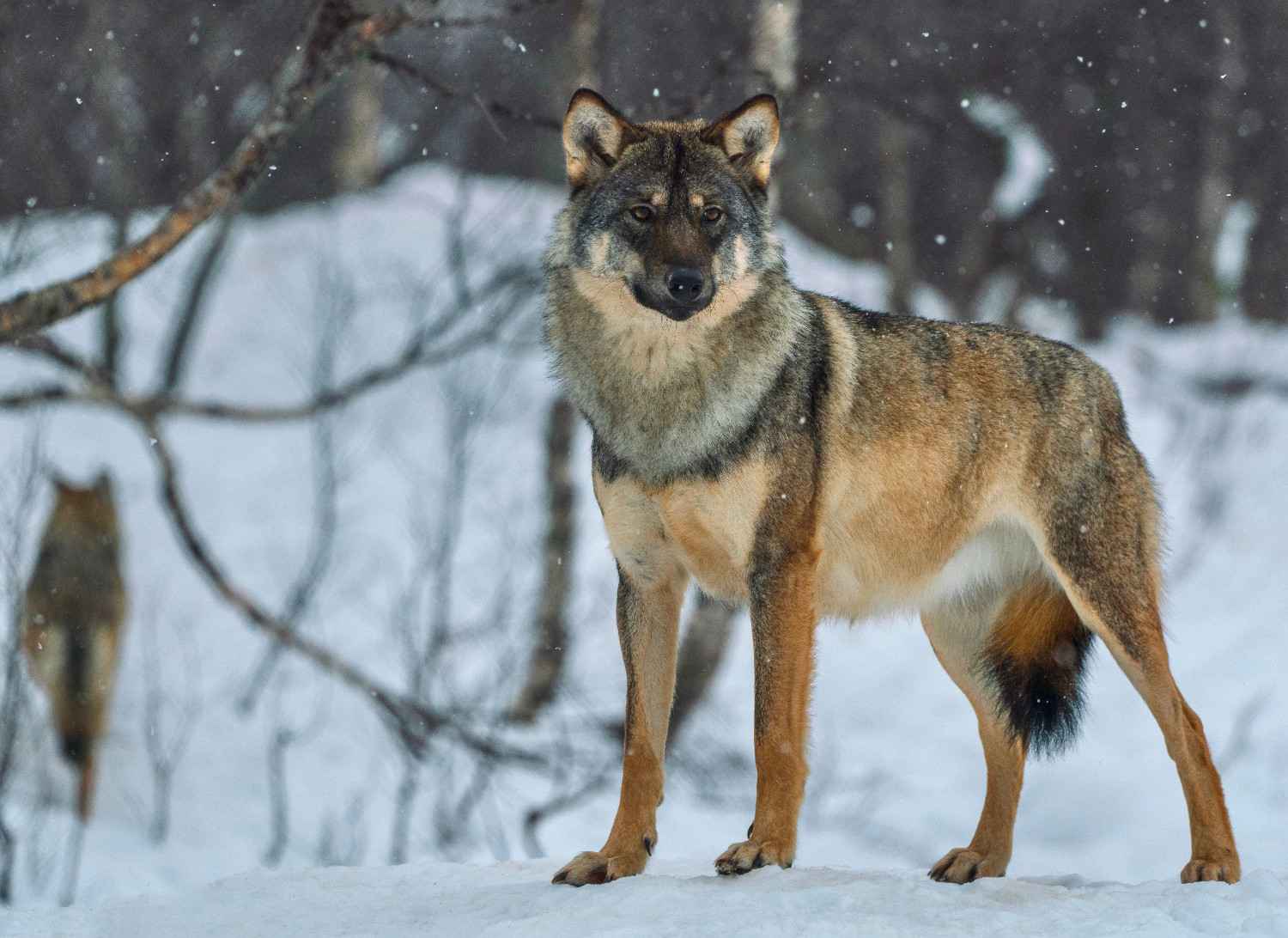 Loup sauvage dans une forêt enneigée, regard intense et posture fière