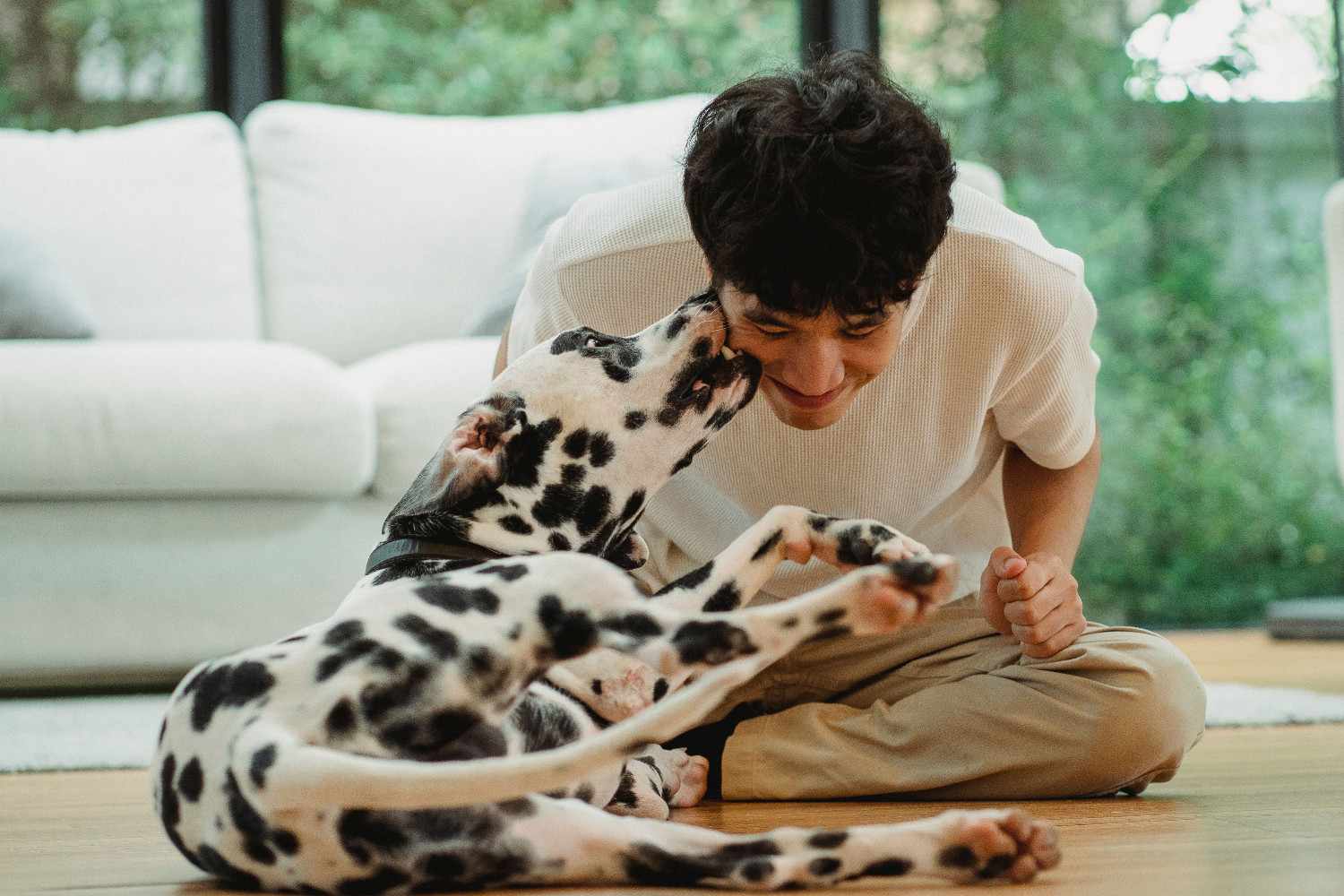 Chien domestique jouant avec son propriétaire dans une maison, illustrant le lien humain-chien