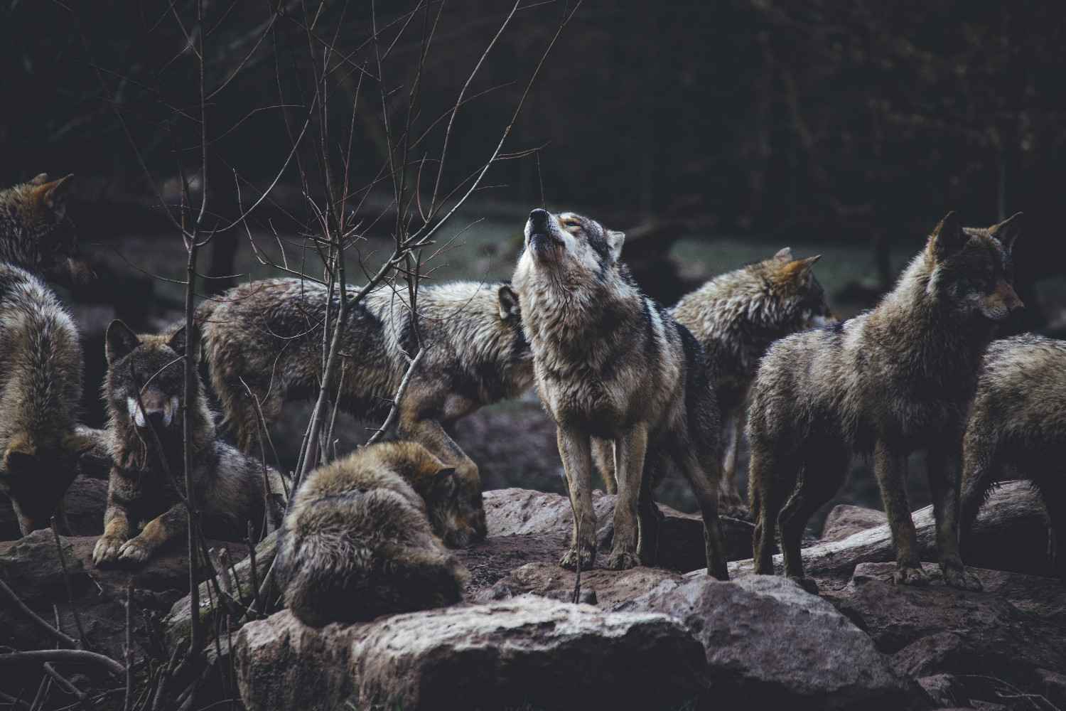 Meute de loups sauvages se déplaçant ensemble dans un paysage enneigé