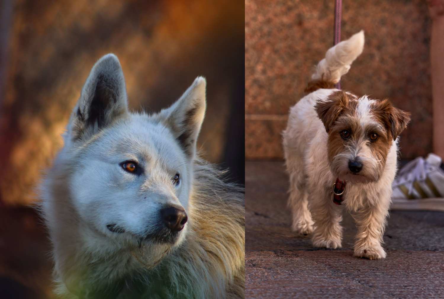 Comparaison visuelle entre un loup gris et un chien domestique