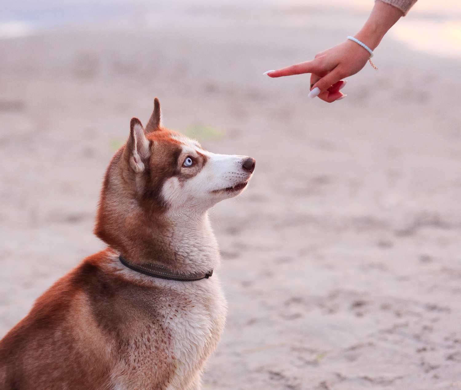 Un husky assis se fait réprimander par son humain.