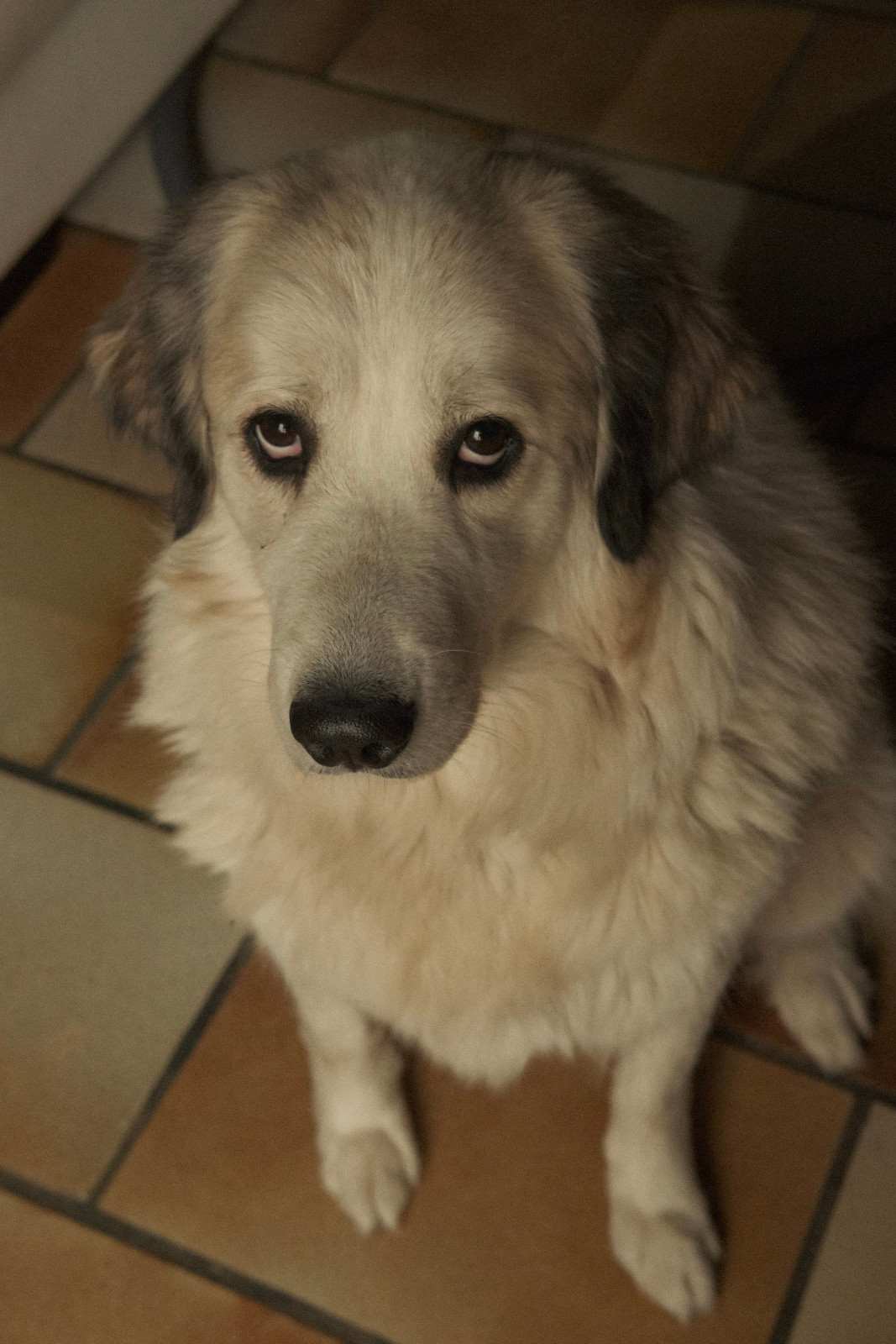 Chien stressé lors d'une séance d'éducation, oreilles plaquées et posture basse
