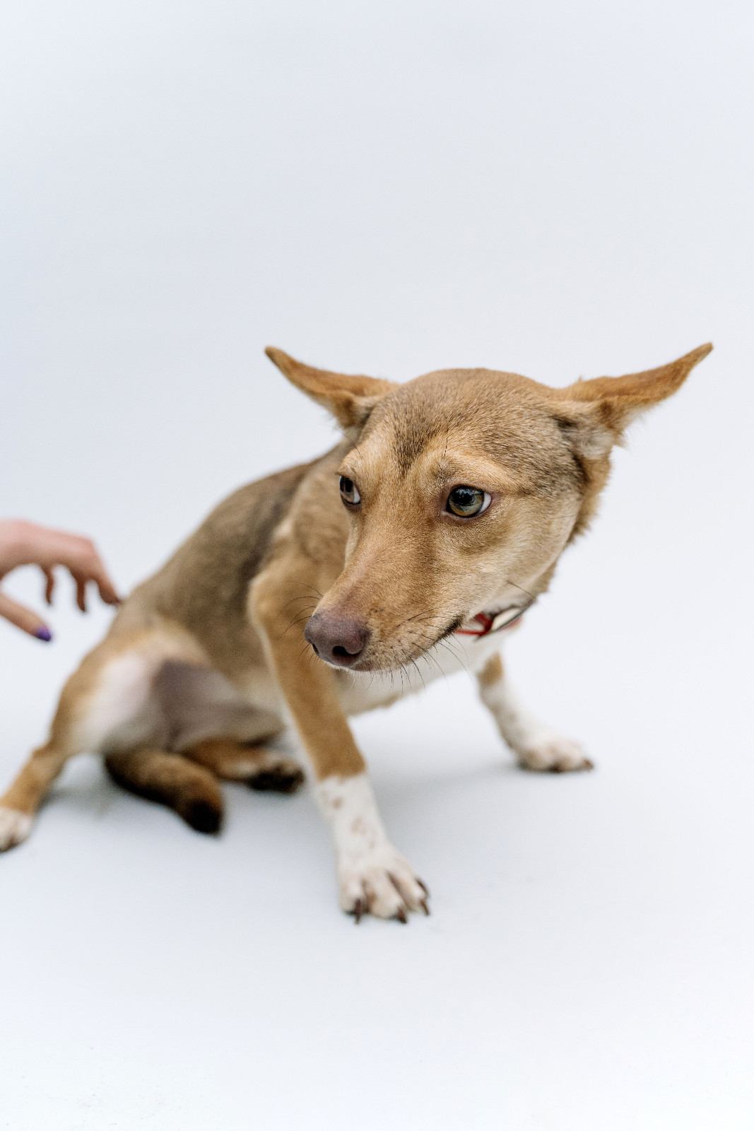 Chien montrant des signes de stress chronique, posture courbée et regard fuyant