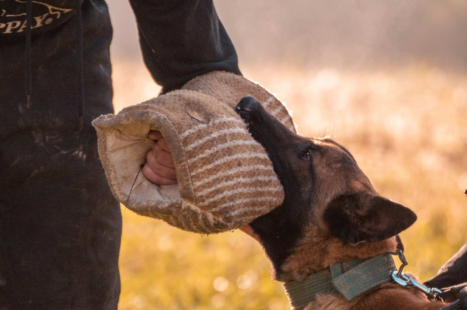 Chien entrainé à la morsure mordant le bras rembourré d'un policier