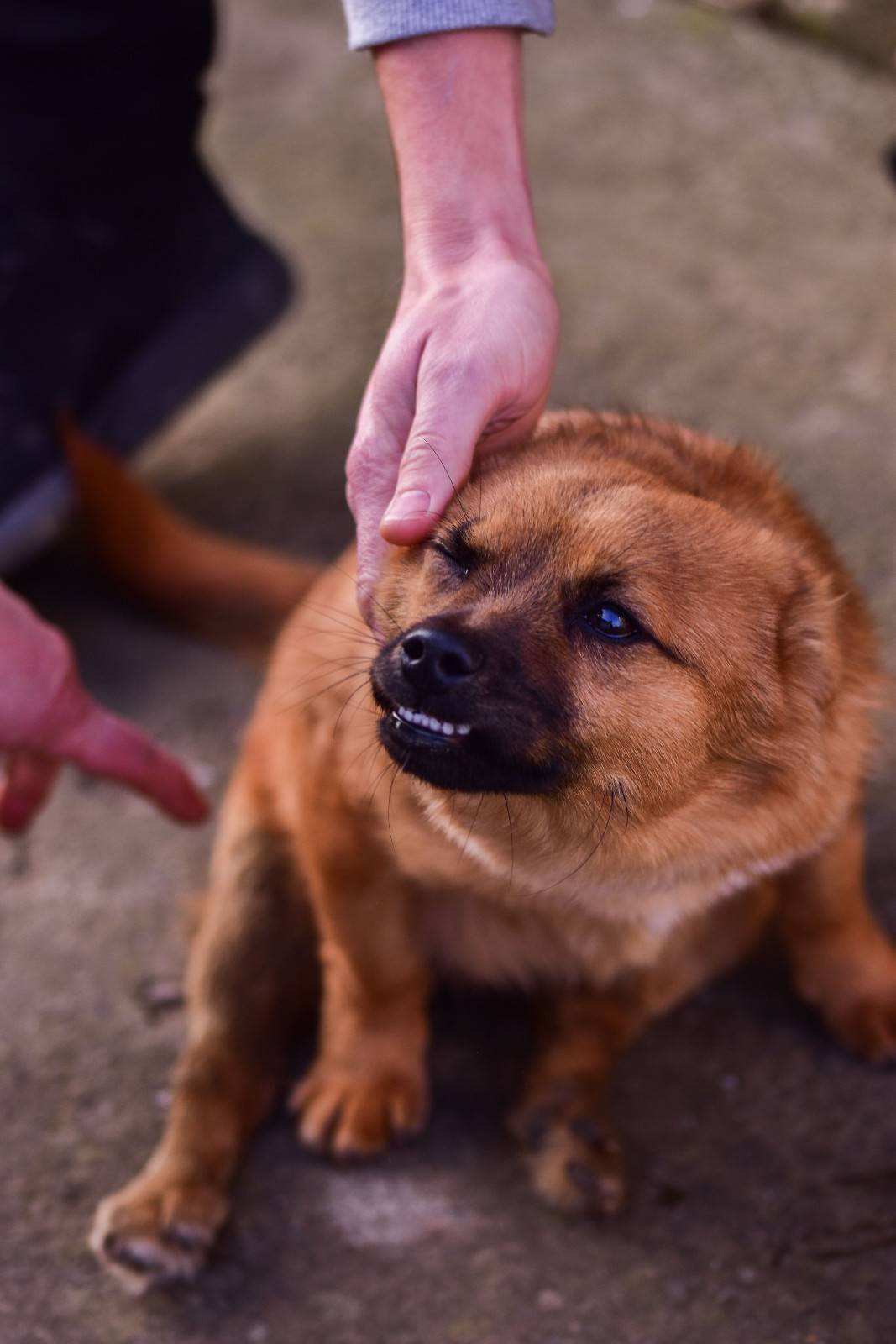 Chien montrant les dents avec les oreilles en arrière dans une posture défensive