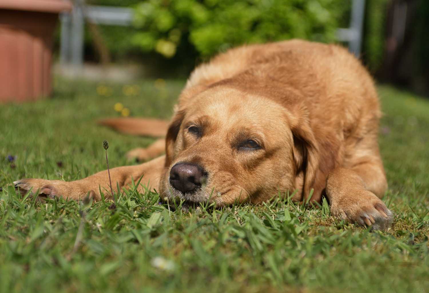 Chien calme et détendu dans son environnement habituel, loin de tout contexte de stress
