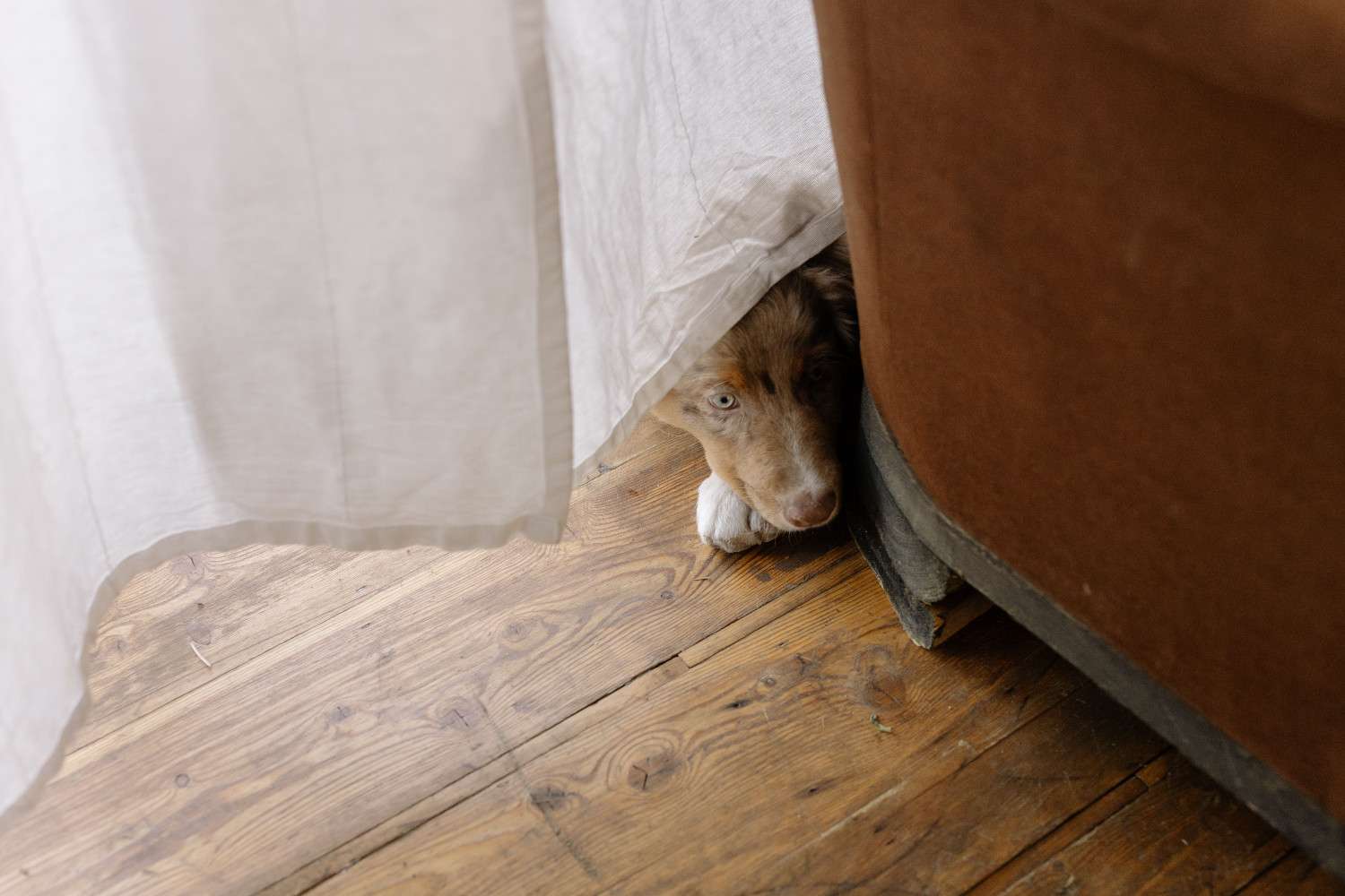 Chien recroquevillé dans un coin, illustrant la peur comme origine du comportement