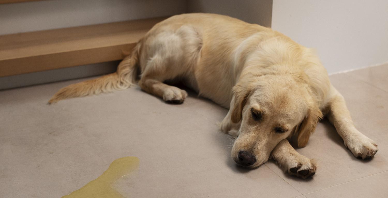 Image locale insérée