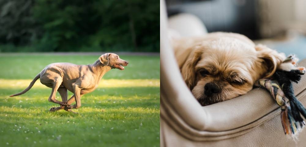 Un chien qui court et un chien qui dort, illustrant le choix de la race