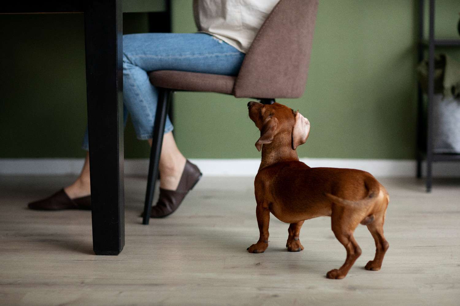 Chien debout qui regarde un humain sur assis une chaise, en essayant d'attirer son attention