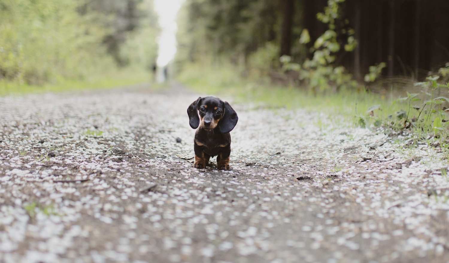 Chiot marchant seul sur une route entouré par une forêt