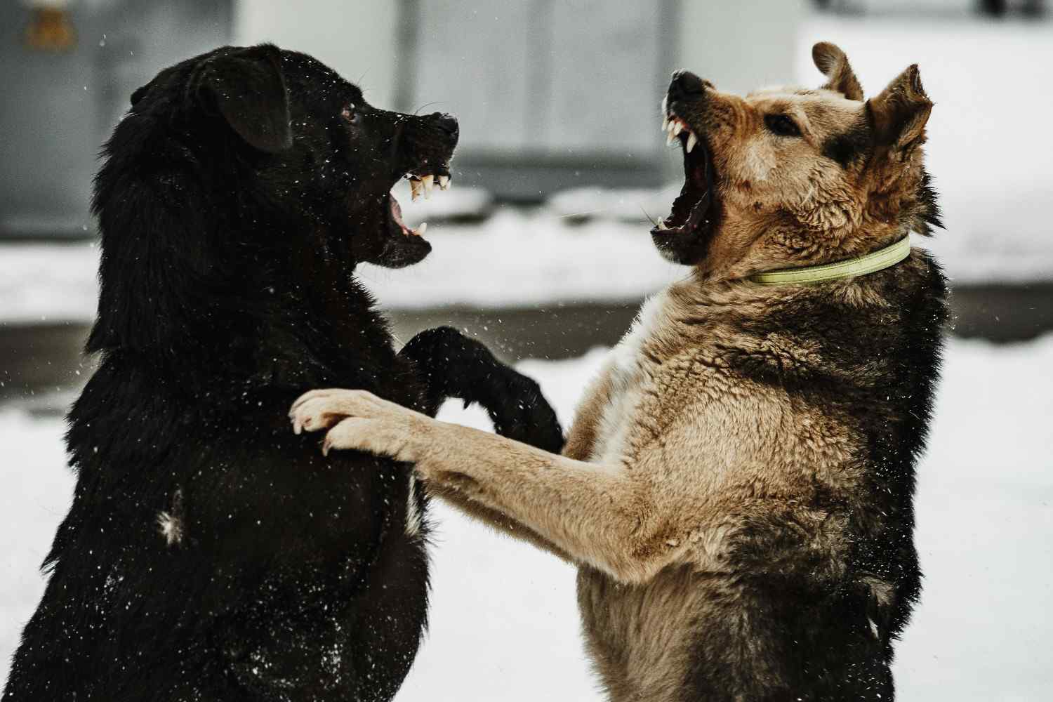 2 chiens qui se battent avec les crocs visibles sous la neige