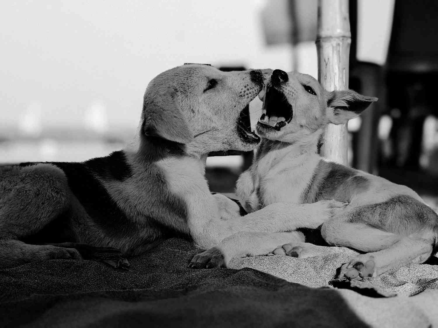 Deux chiens en conflit en intérieur