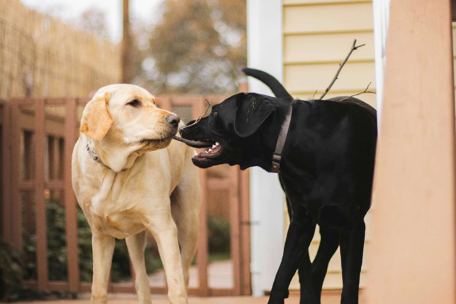 Deux chiens se disputant une branche d'arbre, les crocs visibles