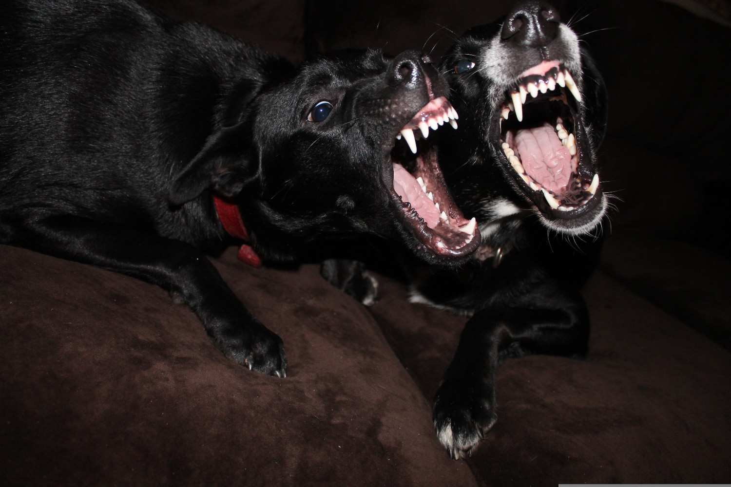 Deux chiens dans un petit appartement, l'air agité et à l'étroit
