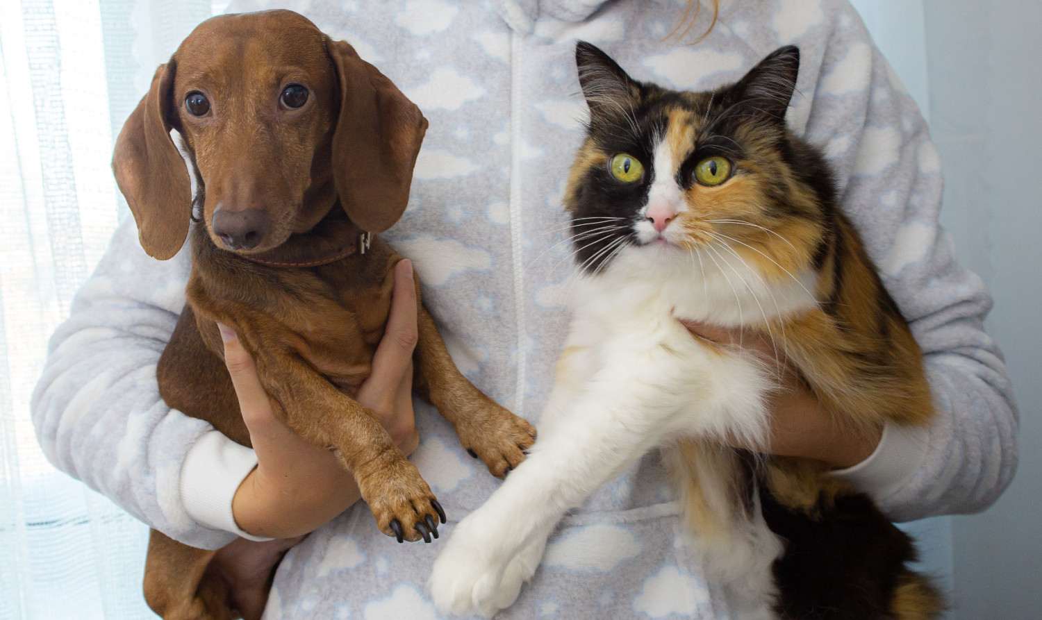 Photo d'une personne portant dans ses bras un chien et chat, visiblement inconfortable.