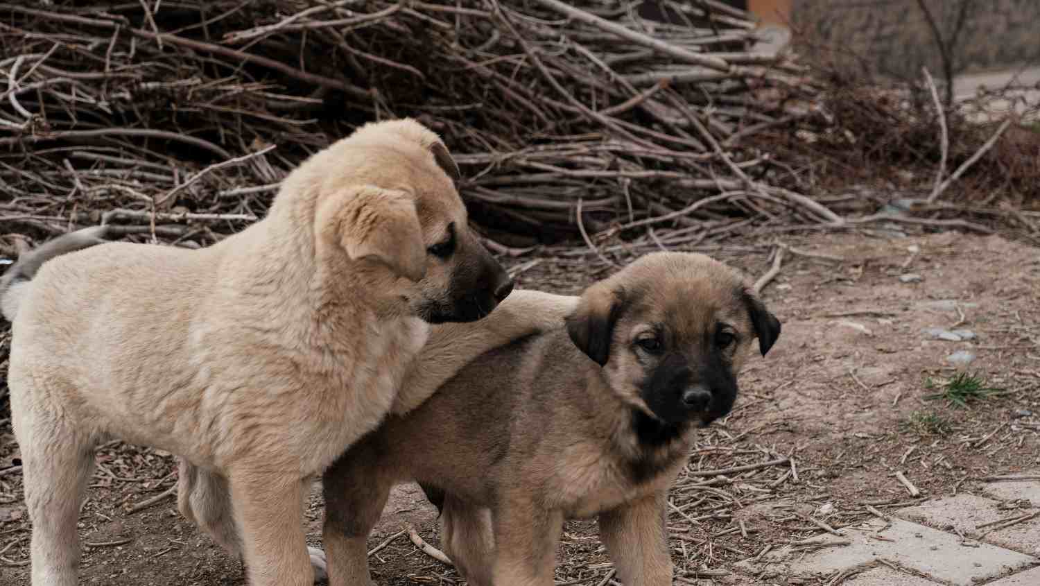 Deux chiens de la même race avec des comportements totalement différents