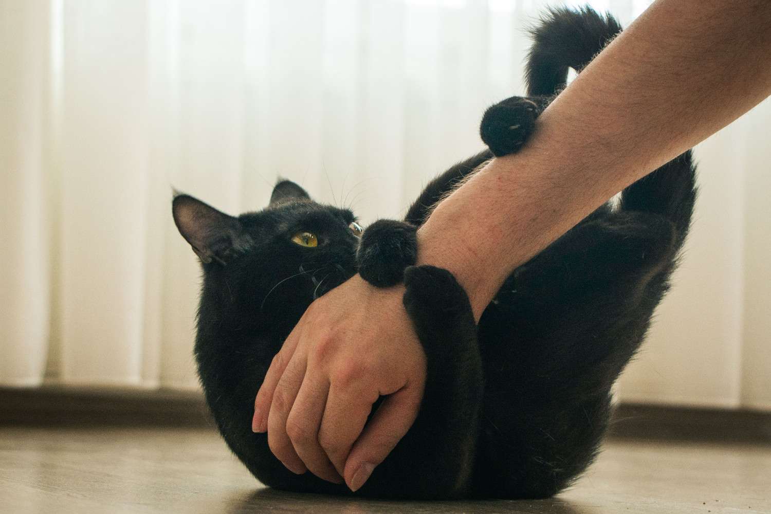 Chat griffant la main d'un humain qui le caresse, la voyant comme une menace et non du jeu.