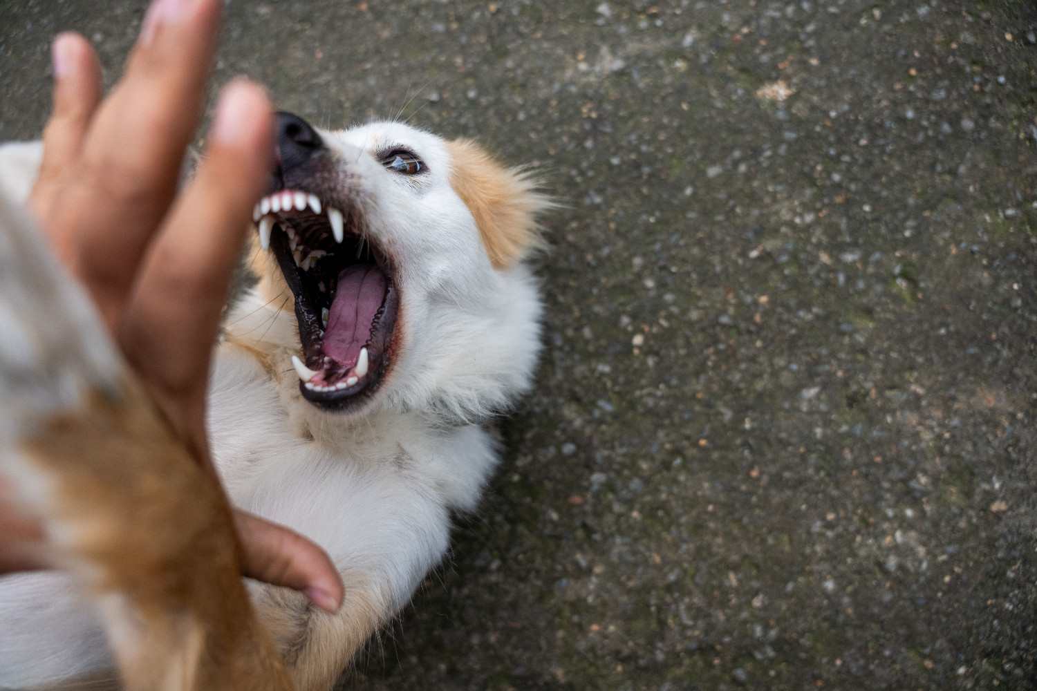Chien allongé sur le dos montrant les crocs sur une main humaine en approche