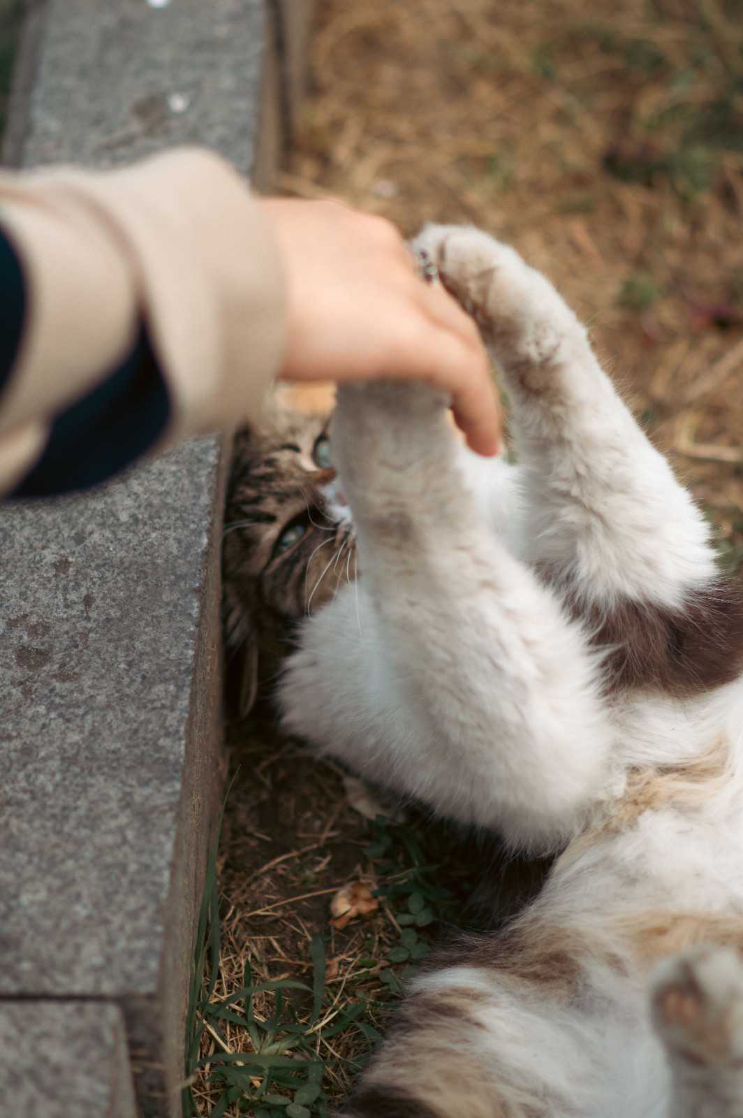 Chat allongé sur le dos griffant une main humaine, la voyant comme une menace