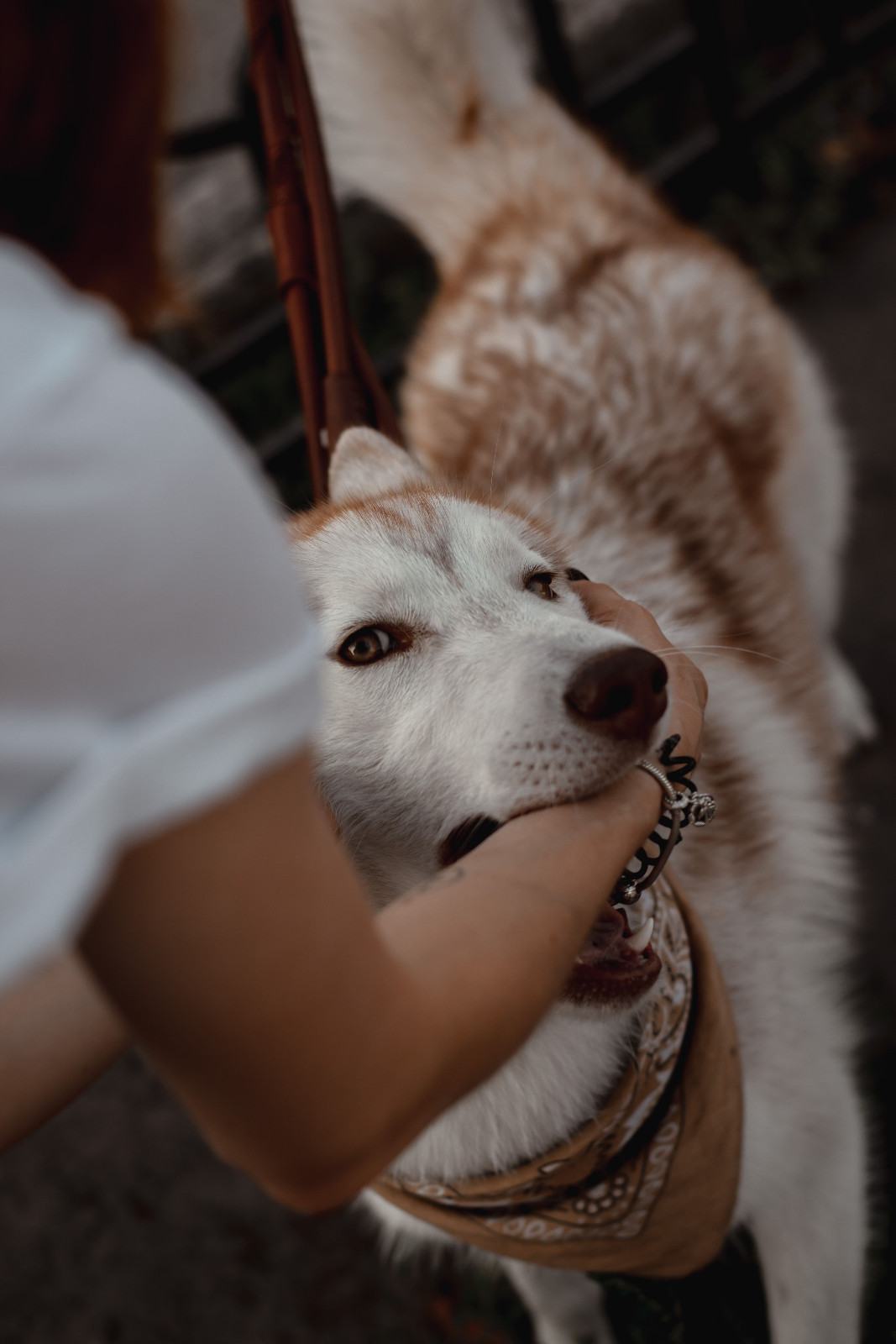 Chien montrant des signes de stress et mordillant le bras de l'humain qui le câline.