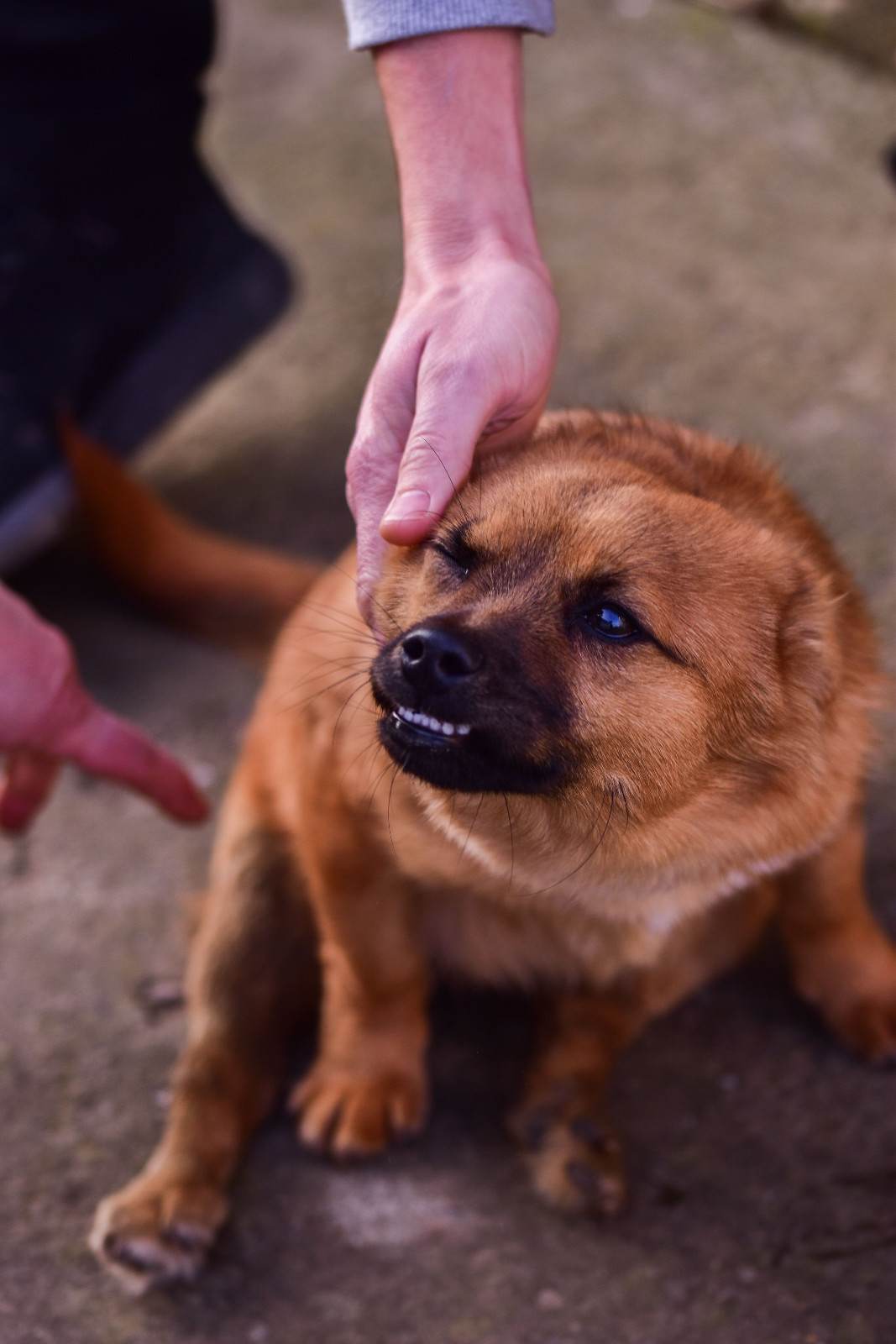 Chien qui montre des signes de stress à l'approche d'une main humaine