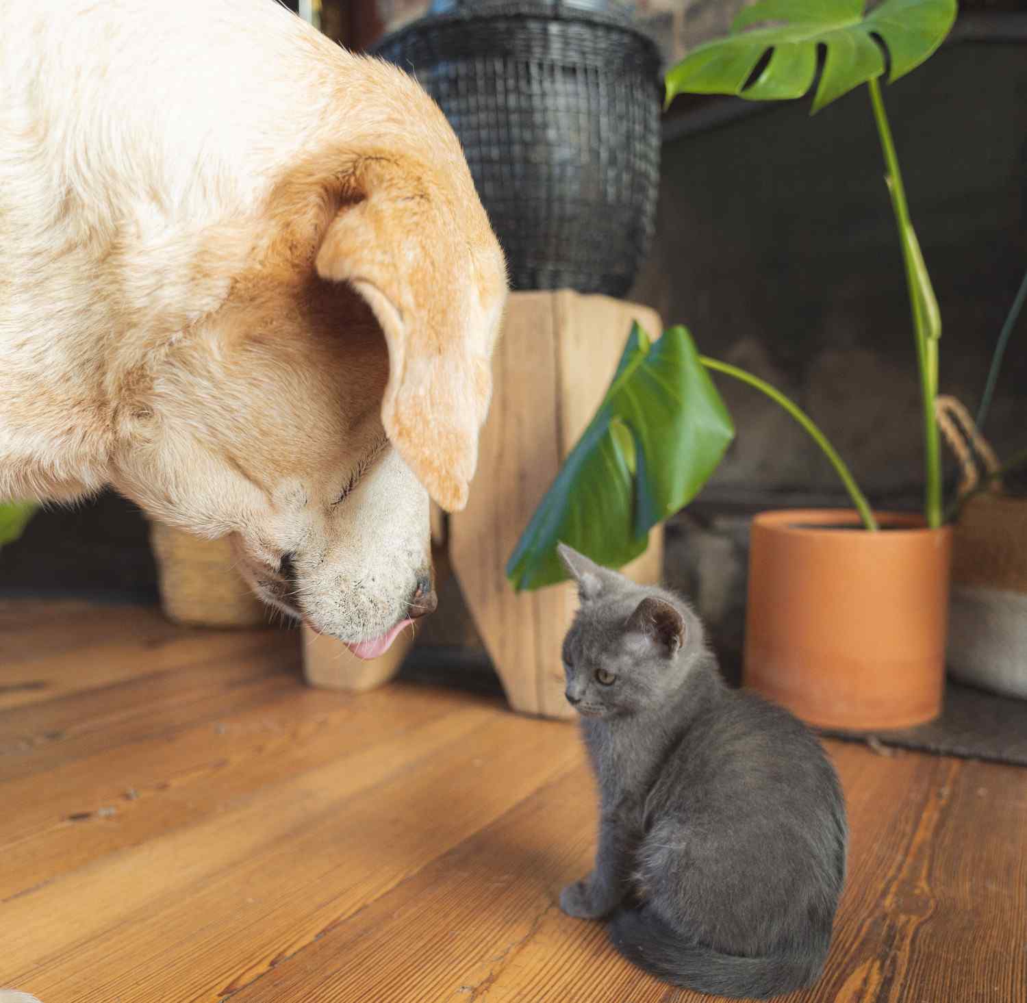 Photographie d'un chien rencontrant un chaton