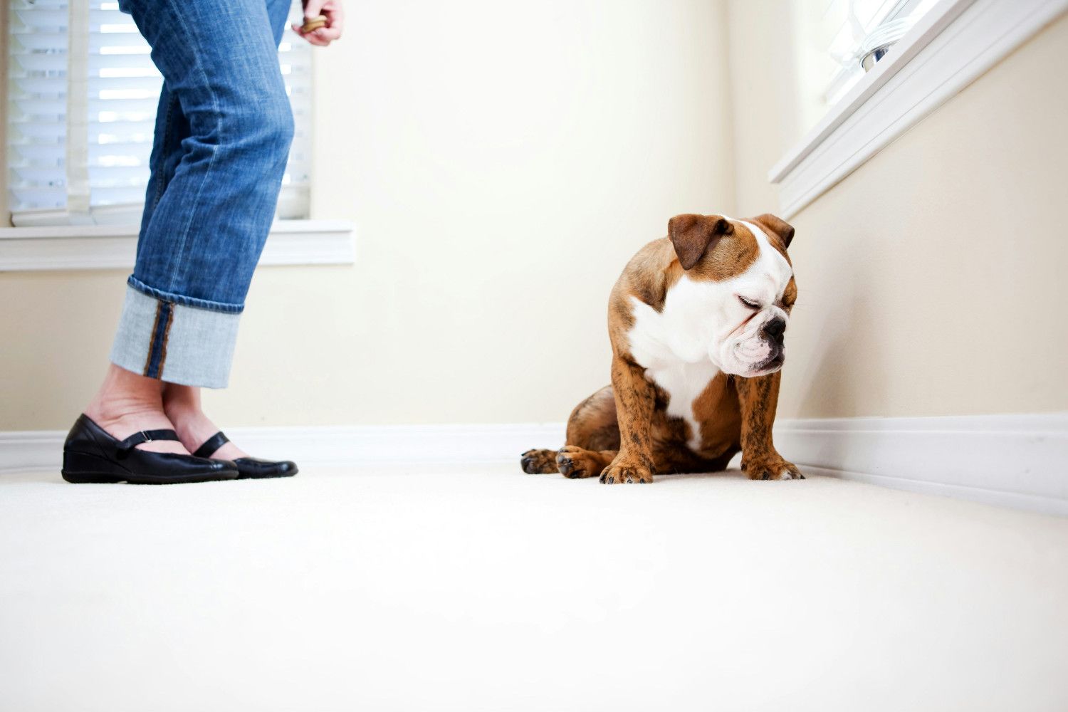 Comportementaliste observant un chien dans son environnement familial
