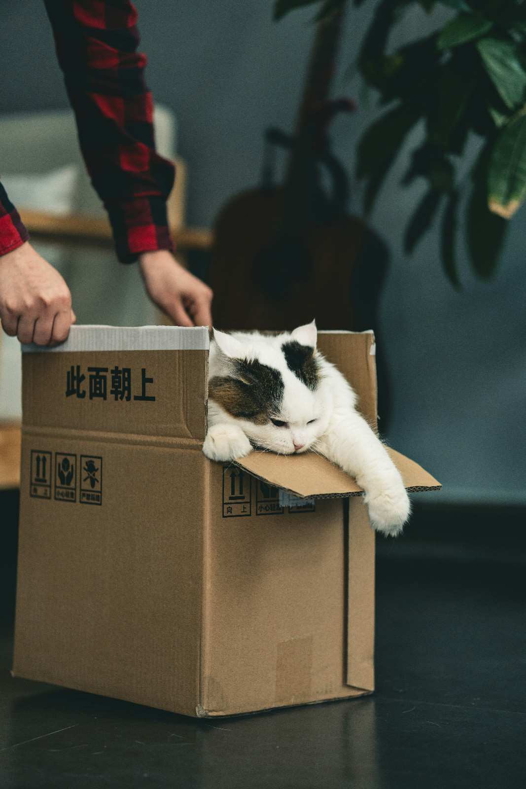Chat assis dans un carton de déménagement