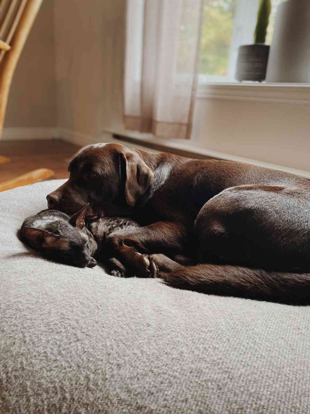 Chien et chat côte à côte dans un foyer serein et bien organisé